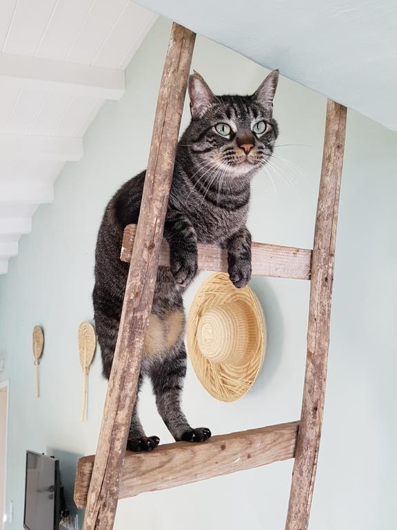 לינה וארוחת בוקר Gato Preto De Silves - Adults Only מראה חיצוני תמונה