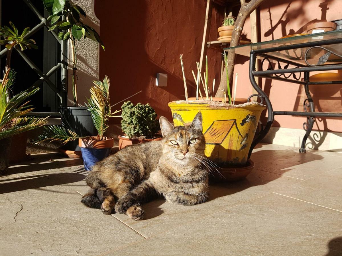 לינה וארוחת בוקר Gato Preto De Silves - Adults Only מראה חיצוני תמונה